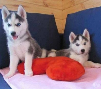 Geef mooie Siberische husky-puppy's cadeau - 0