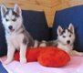 Geef mooie Siberische husky-puppy's cadeau - 0 - Thumbnail