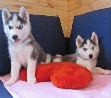 Geef mooie Siberische husky-puppy's cadeau