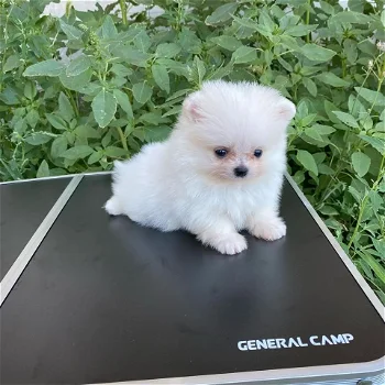 Rasechte pomeranian/dwergkees teefje met FCI stamboom - 0