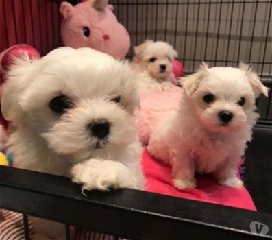 Hallo, we hebben 4 prachtige Maltese pups te koop - 0