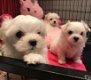 Hallo, we hebben 4 prachtige Maltese pups te koop - 0 - Thumbnail