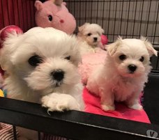 Hallo, we hebben 4 prachtige Maltese pups te koop