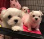 we hebben 4 prachtige Maltese pups te koop - 0 - Thumbnail