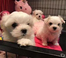 we hebben 4 prachtige Maltese pups te koop