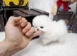 Rasechte pomeranian/dwergkees teefje met FCI stamboom - 0 - Thumbnail