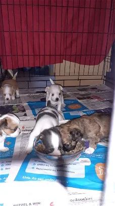 Hier hebben we 5 prachtige chihuahua puppy's