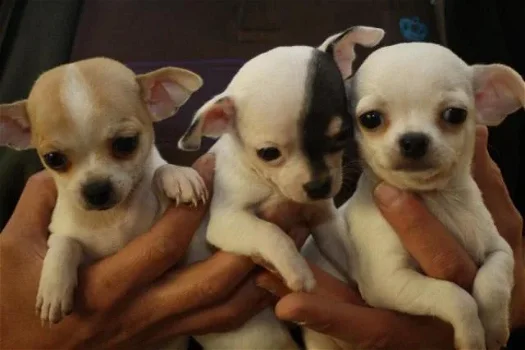 Hier hebben we 5 prachtige chihuahua puppy's - 1