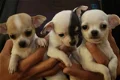 Hier hebben we 5 prachtige chihuahua puppy's - 1 - Thumbnail