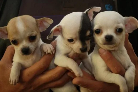 Schattige Chihuahua Pups Beschikbaar. - 0