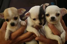 Schattige Chihuahua Pups Beschikbaar.