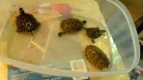 we hebben meer dan 100 soorten schildpadden om te herplaatsen - 2 - Thumbnail