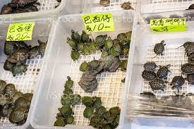 we hebben meer dan 100 soorten schildpadden om te herplaatsen - 3