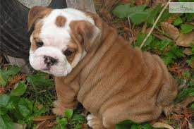 engels bulldog puppies nieuwe huizen - 0