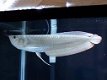 Onze Arowana-lijst is zoals hieronder - 1 - Thumbnail