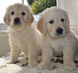 Mooie Golden Retriever Puppies - 0