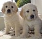 Mooie Golden Retriever Puppies - 0 - Thumbnail