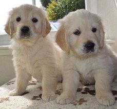 Mooie Golden Retriever Puppies
