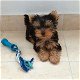 Theekopje Yorkie puppies beschikbaar - 0 - Thumbnail