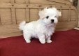 maltese puppies beschikbaar - 0 - Thumbnail