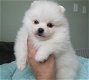 Mooie Pommeren Puppies - 0 - Thumbnail