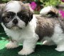 Redelijke Akc Shih tzu puppies klaar - 0 - Thumbnail