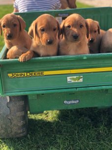 Entzückende Labrador Welpen