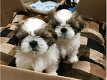 Süße männliche und weibliche Shih Tzu Welpen - 0 - Thumbnail