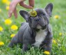 12 weken oude Franse bulldog-puppy's - 0 - Thumbnail