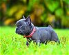 Mooie Franse bulldog pups beschikbaar - 0 - Thumbnail