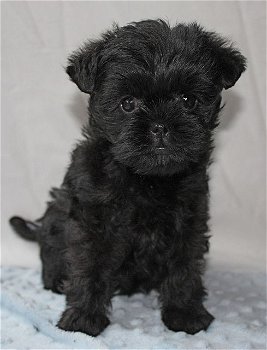 Affenpinscher-puppy's - 0