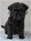 Affenpinscher-puppy's - 0 - Thumbnail