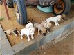 Africanis Pups - 0 - Thumbnail