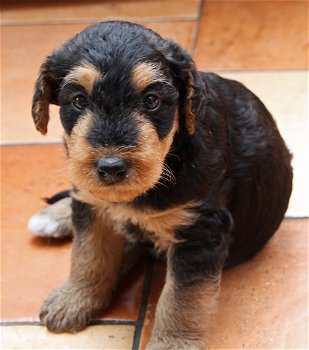 Airedale Terrier pups - 0