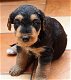 Airedale Terrier pups - 0 - Thumbnail