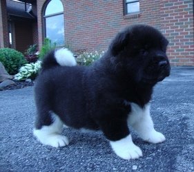 Akita-puppy's - 0