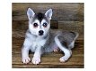 Alaskan Klee Kai Pups - 0 - Thumbnail