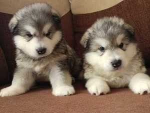 Alaskan Malamute Puppies - 0