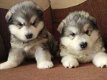 Alaskan Malamute Puppies - 0 - Thumbnail