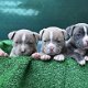 Amerikaanse Bully-puppy's - 0 - Thumbnail