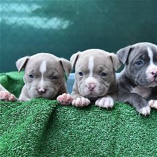 Amerikaanse Bully-puppy's