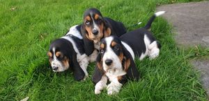 Basset hond Pups - 0