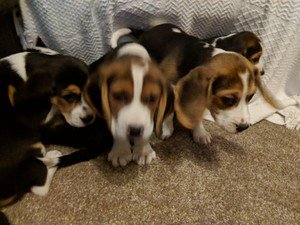 Beagle pups - 0