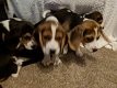 Beagle pups - 0 - Thumbnail