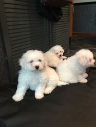 Bichon Frise Pups - 0