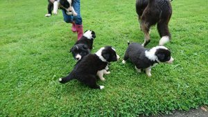 Border collie puppies - 0