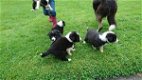 Border collie puppies - 0 - Thumbnail