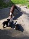 Boston terrier pups - 0 - Thumbnail