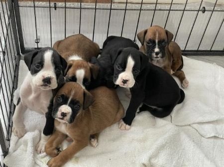 Boxer pups - 0