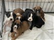 Boxer pups - 0 - Thumbnail